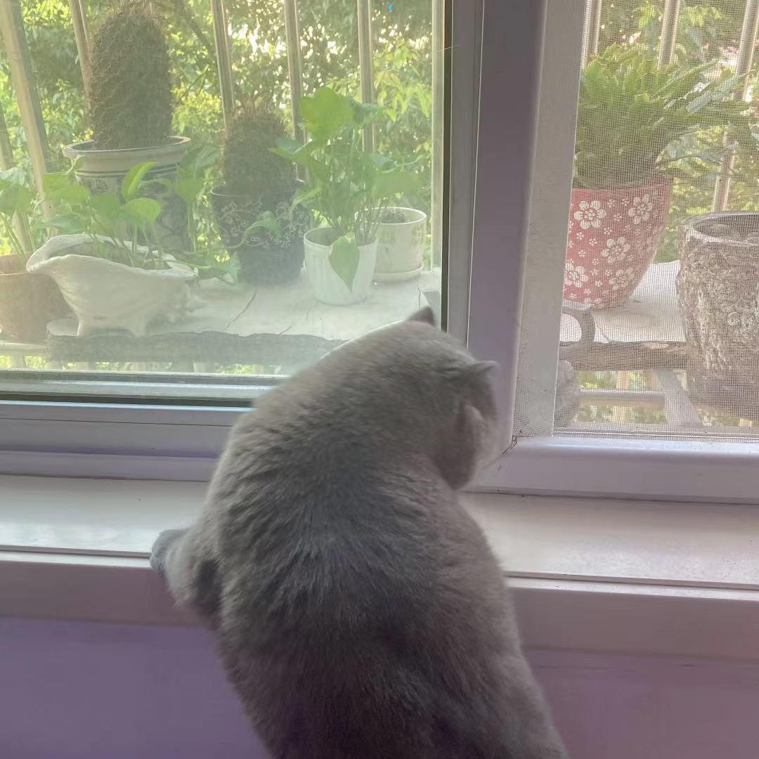 园园日记旅行,园园日记完整版