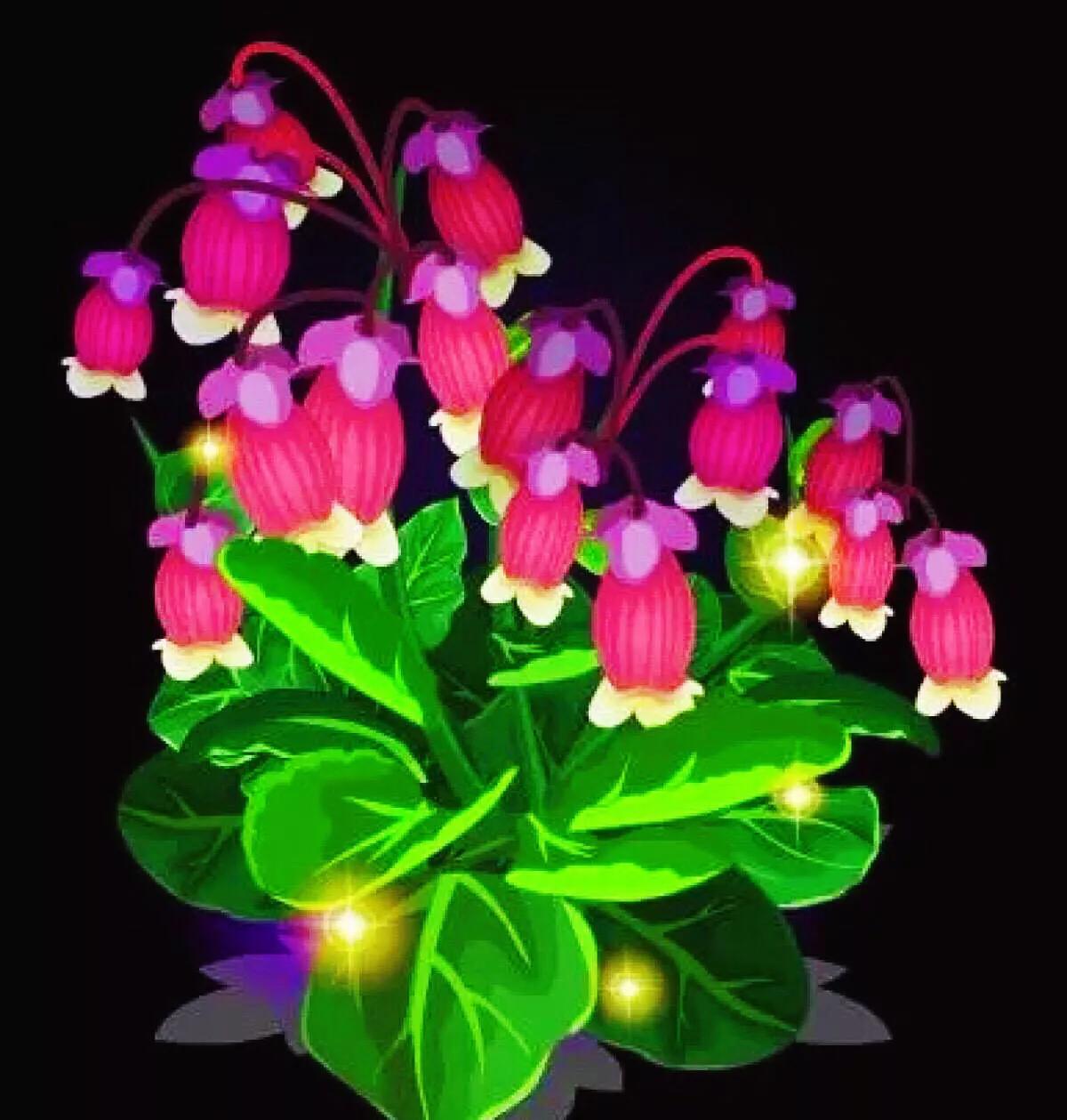 宫灯长寿花重瓣,小宫灯长寿花精品