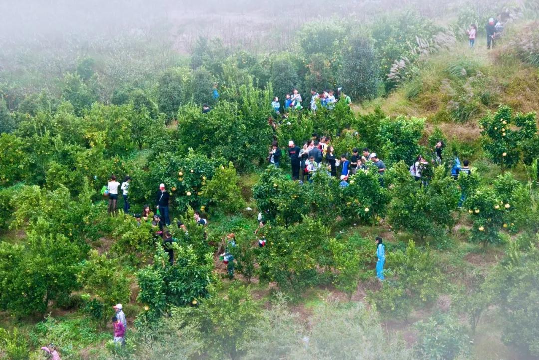 温州旅游景区排行榜前十名,温州十大免费景区排行榜最新