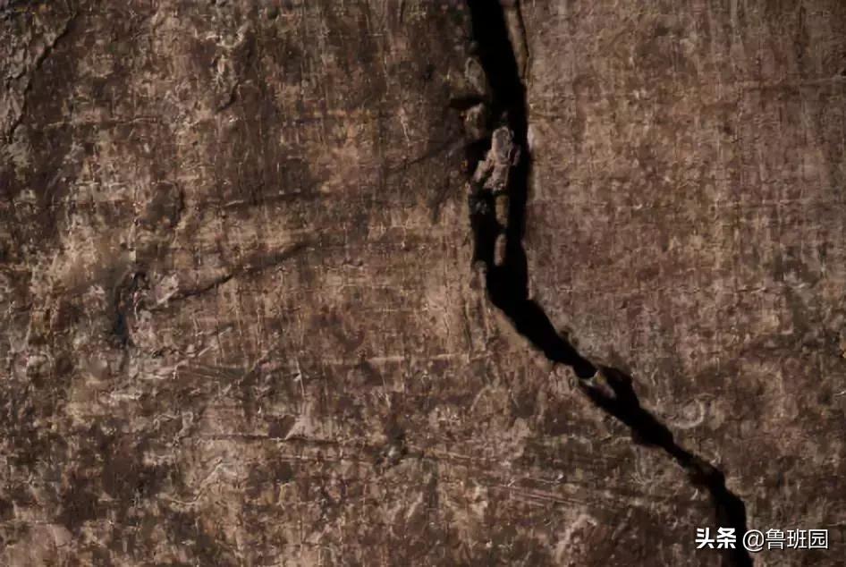 木材的主要缺陷,木材缺陷有哪些