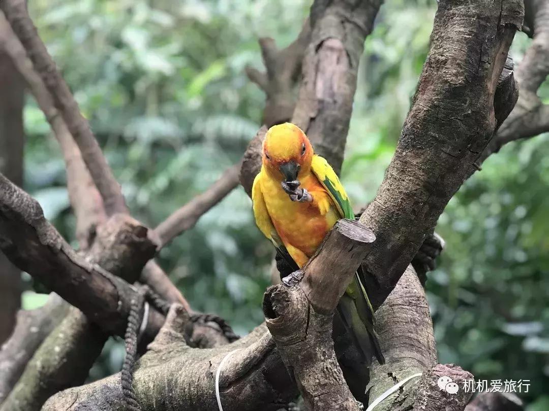 珠海长隆和广州长隆旅行攻略,珠海长隆和广州长隆旅游攻略区别