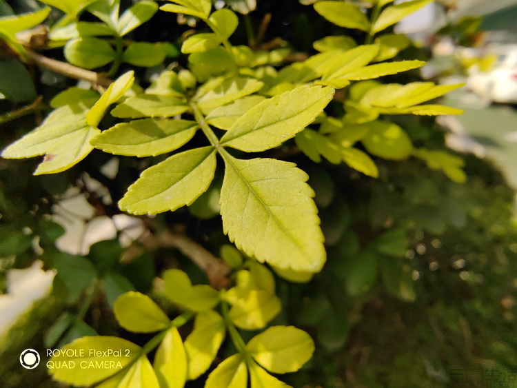 柔宇royoleflexpai2评测视频,柔宇flexpai25g折叠屏