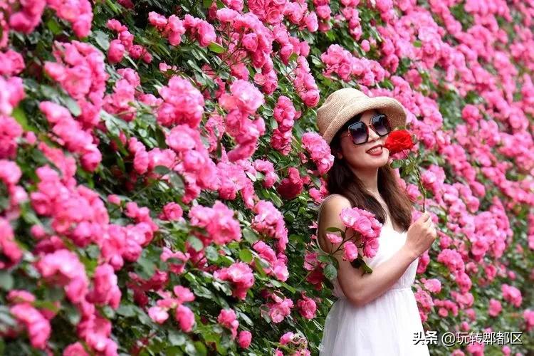 郫都区最美的花海,成都郫都花乡玫瑰开放了吗