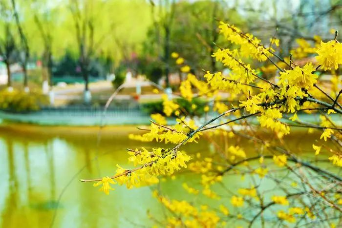 有一种春天叫西安的春天,西安古都的春天在哪里