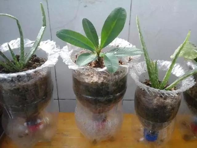 用塑料瓶做养花神器的喷壶怎么做,塑料瓶养花神器