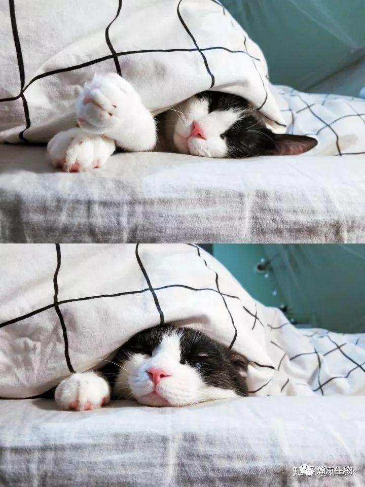 养品种猫的好处,土猫可以和品种猫配吗