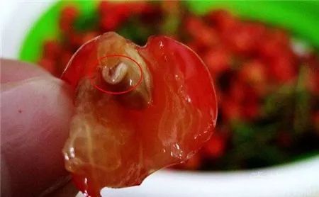 大樱桃如何防治果蝇虫害,樱桃园果蝇怎么防治