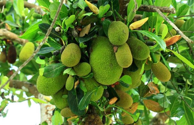 亩产过万的水果种植品种,种植水果亩产量高