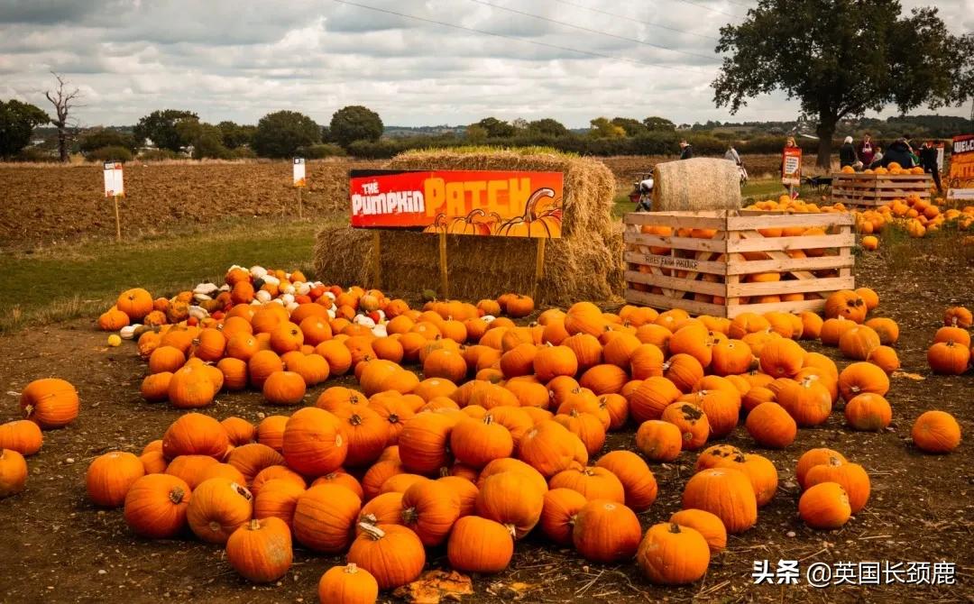 南瓜大作战攻略,南瓜大作战有几个地点