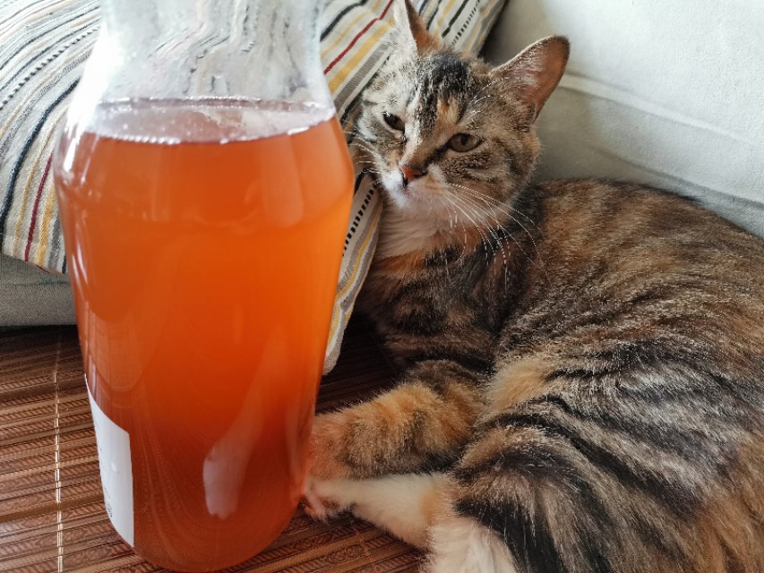 自制清凉解暑的汤喝,清凉解暑绿豆汤的做法抖音