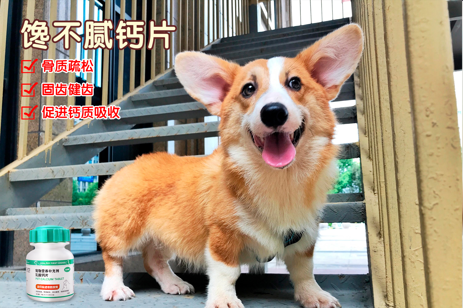 狗狗生完小狗缺钙的表现,狗狗缺钙的表现