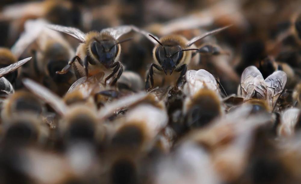 63只企鹅疑似被蛰死,南极企鹅被蜜蜂蛰死