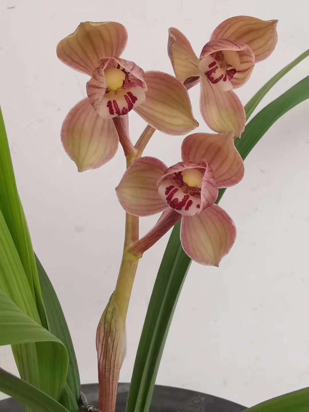 原来的天价兰花现在价格是多少,天价兰花是什么兰花