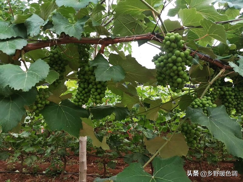 创业种葡萄一亩成本多少,农业种植致富项目葡萄