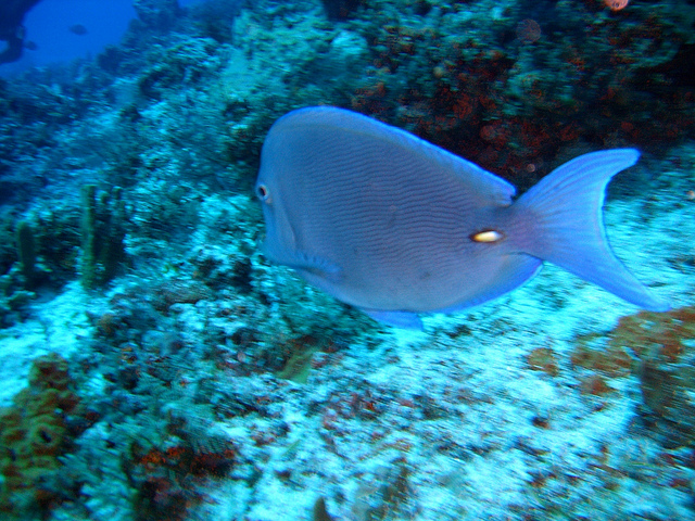 十大最好看的观赏鱼图片大全,十种最漂亮的观赏鱼图片