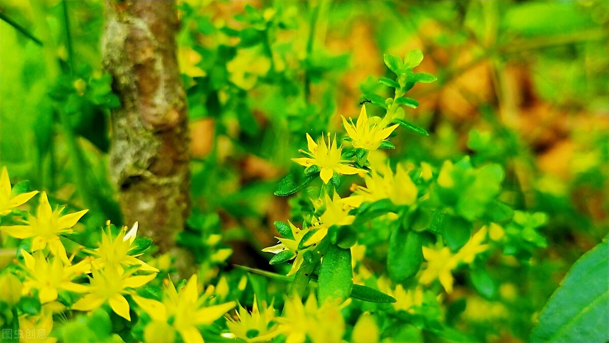 一味中药——垂盆草，既可治疱疹，又可治肝炎，建议收藏