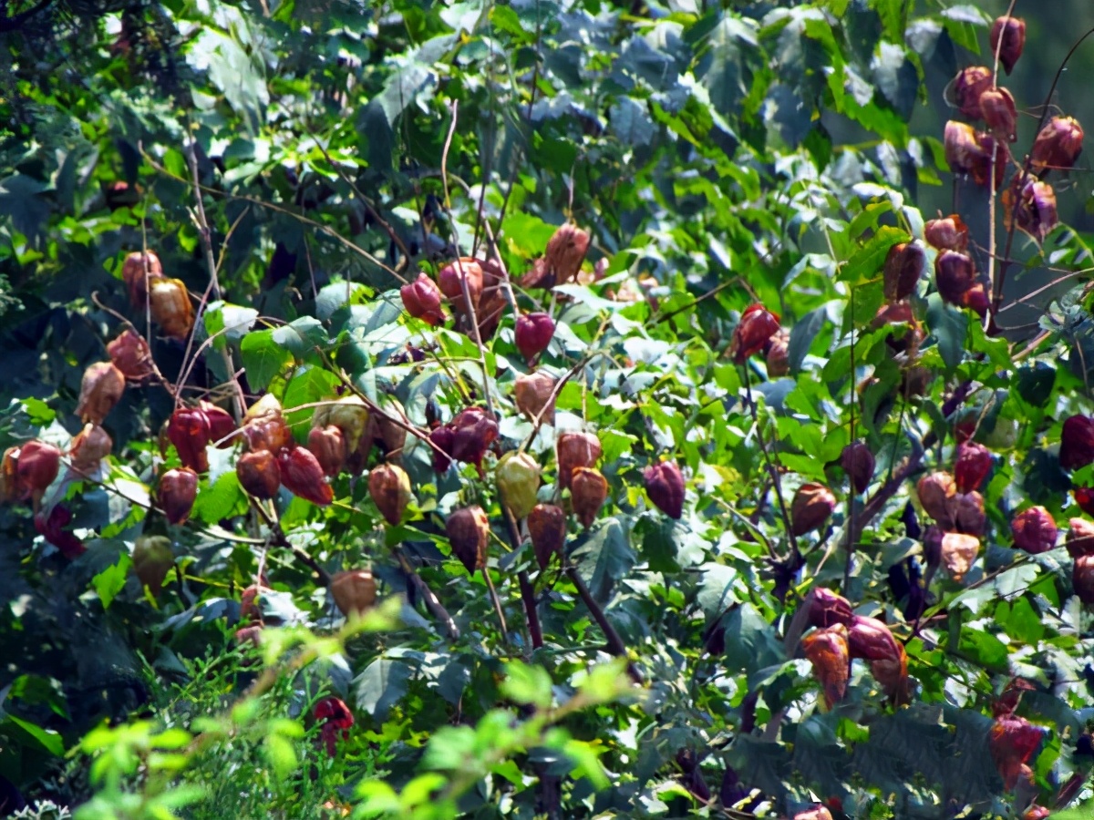 山东天上王城旅游攻略,沂水天上王城和沂蒙山