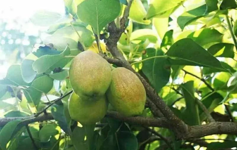 *疆新**瓜果地图?开吃