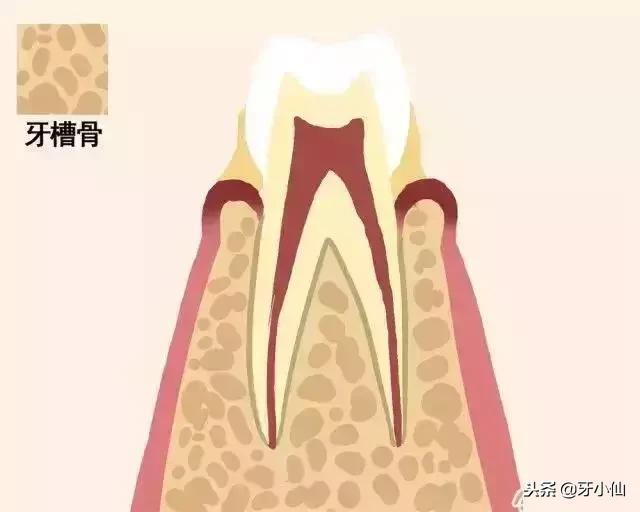 怎样取下一颗牙齿,快要脱落的牙齿怎么拯救