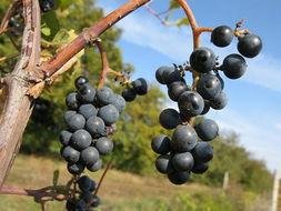 摩尔多瓦好吃吗,摩尔多瓦重要吗