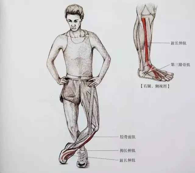 小腿肌肉紧张是咋回事,小腿肌肉紧张收缩要怎么恢复