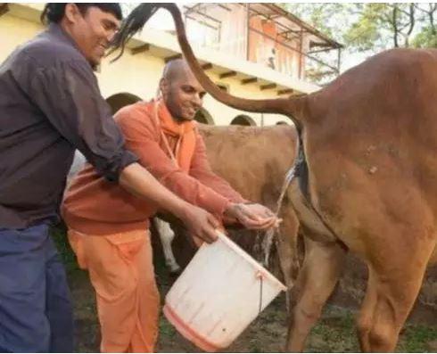印度人为什么喜欢喝牛尿？莫迪：牛尿是印度最畅销的保健品