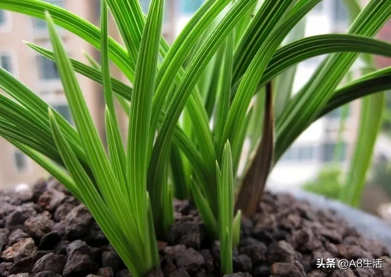 每日一品兰花价格,每日一品茶叶