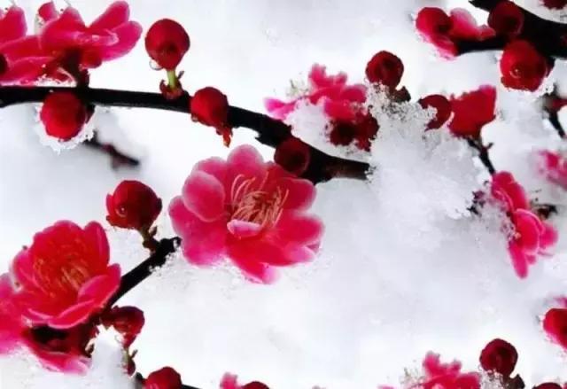 梅须逊雪三分白雪却输梅一段香,雪却输梅一段香是什么修辞手法