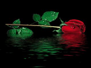 520情人节祝福送上真的太美了,最新的520情人节