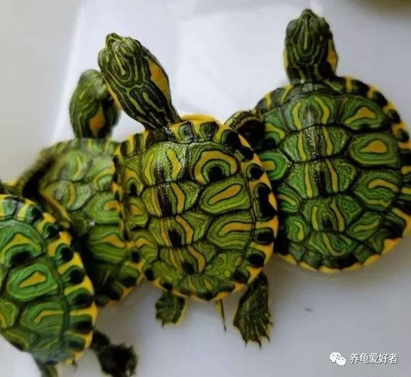 新手养龟要注意的事件,新手养龟最忌讳的东西