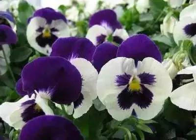 1到100朵红玫瑰花的寓意和花语,助人为乐善良可爱是哪种花的花语