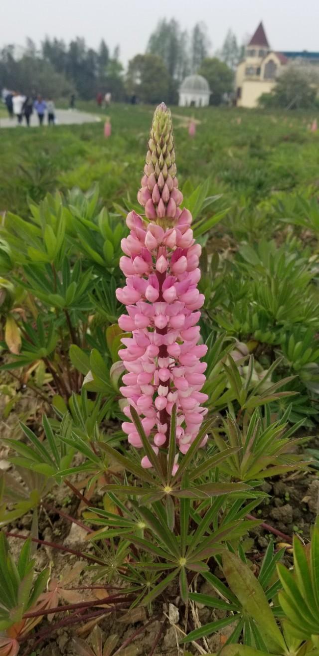 又是清明雨上折菊寄故人,清明雨上折菊寄相思