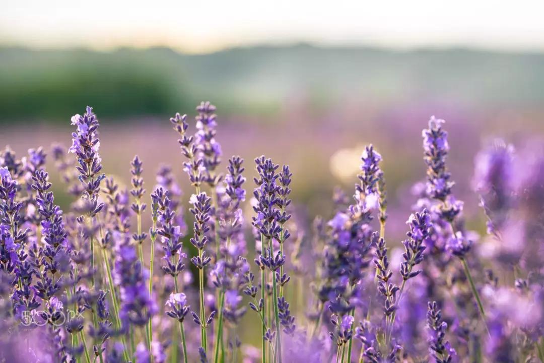最好的薰衣草精油,不单纯的薰衣草精油