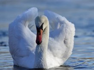 克什米尔蓝宝石的历史,印度克什米尔蓝宝石的特征