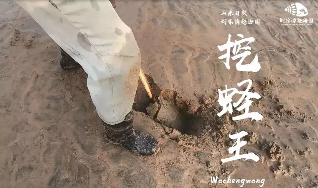 赶海吃各种爆辣的海鲜,好嗨哟赶海抓海鲜