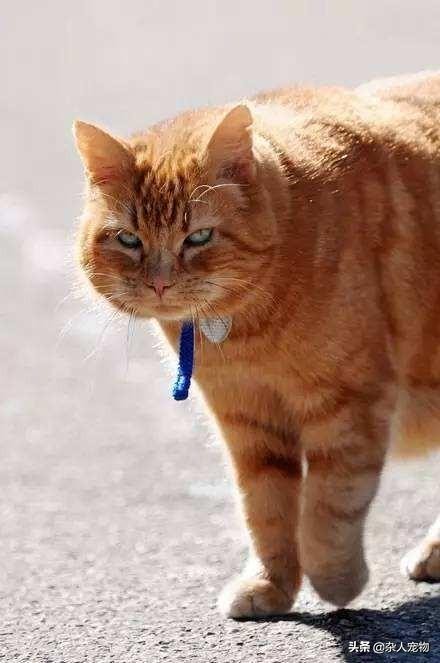 流浪猫怎么和狗和睦相处,流浪猫和流浪狗是怎么出现