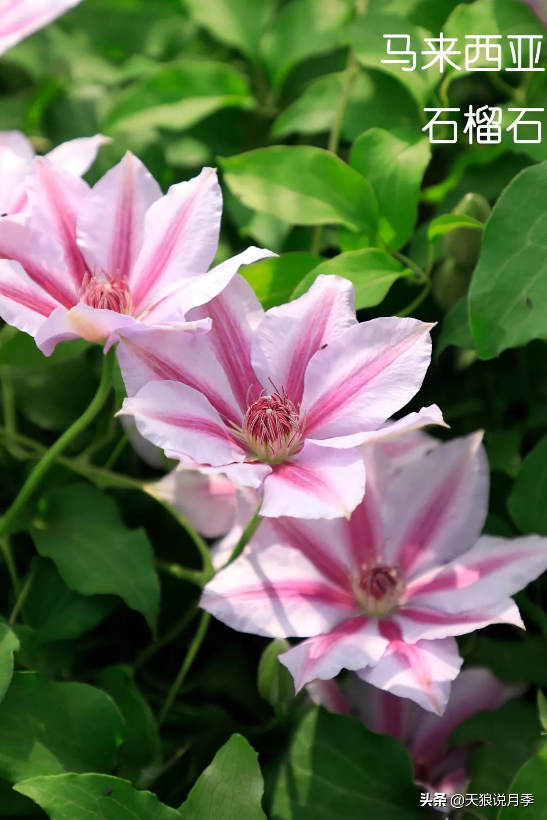 10元3棵铁线莲苗多色,铁线莲苗圃视频