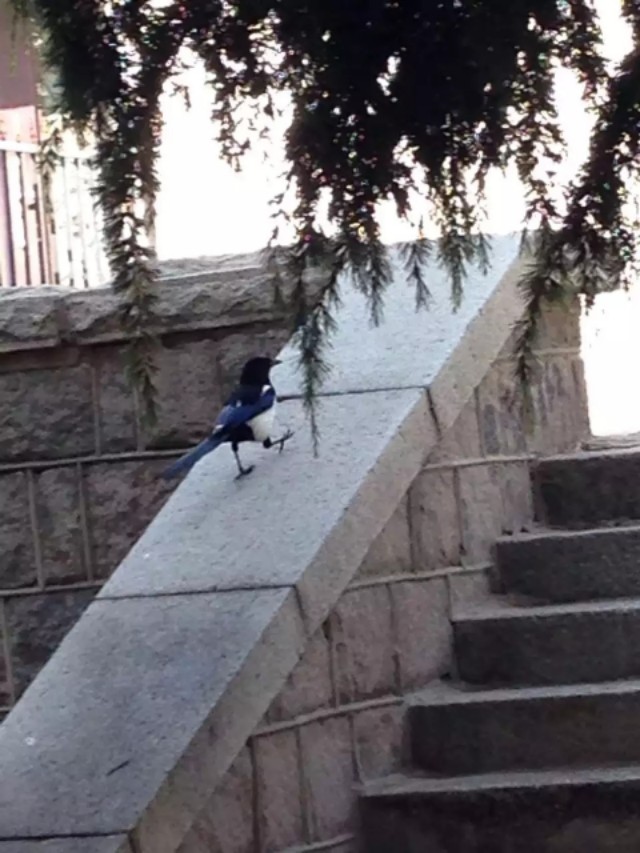 家里来灰喜鹊好吗,灰喜鹊什么季节出现