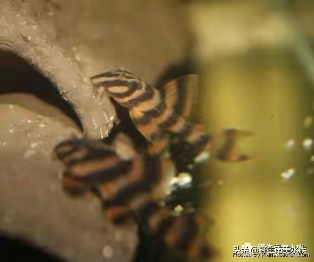 异形鱼品种大全,异型鱼饲养缸造景