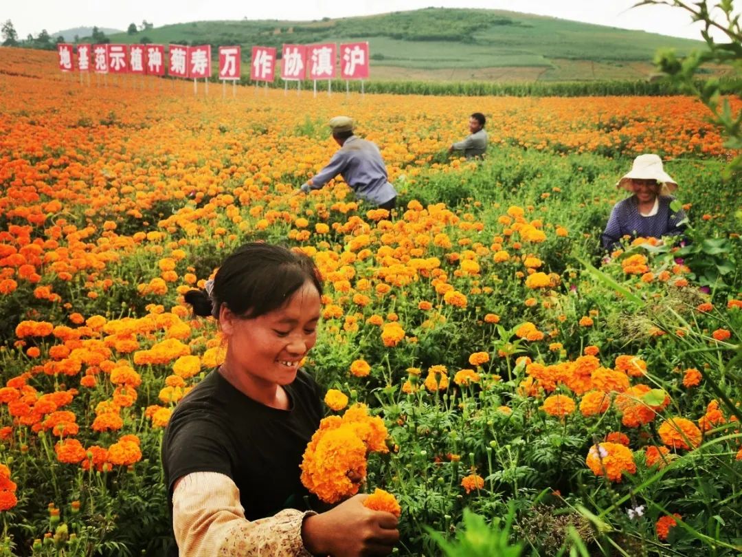 扶贫致富直播,扶贫一线话小康视频