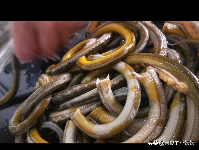 盘龙鳝鱼最正宗的做法,怎样做不过油的香辣盘龙鳝鱼