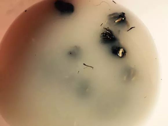 养花用多菌灵和磷酸二氢钾,养花磷酸二氢钾如何正确使用