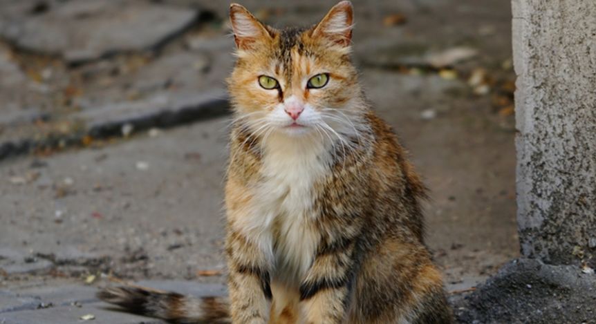 流浪猫耳朵上被剪，网友误以为猫咪被伤害，却发现是为了保护