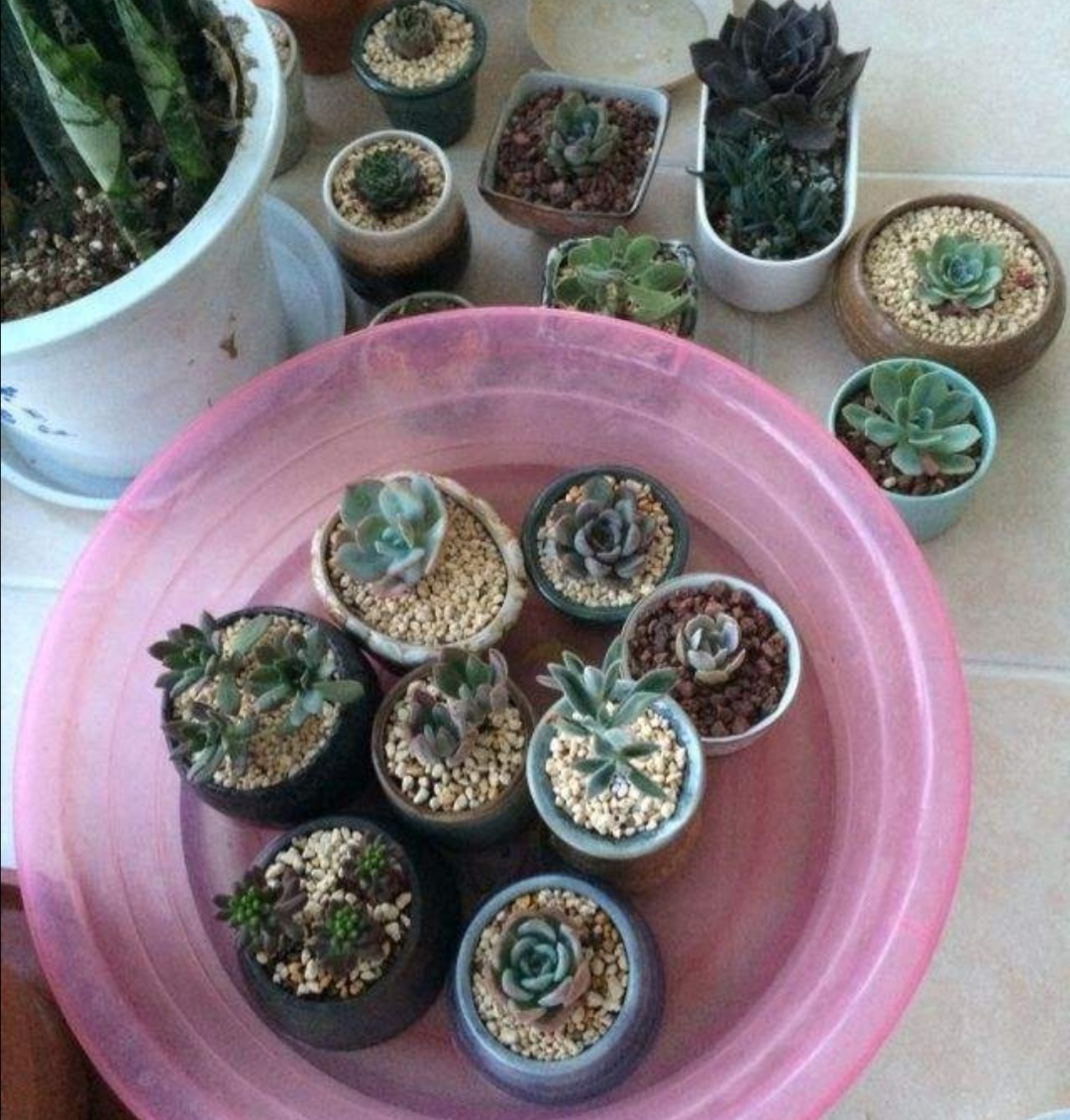 长期不在家家里花草怎么浇水,出门半年家里的花草怎么浇水