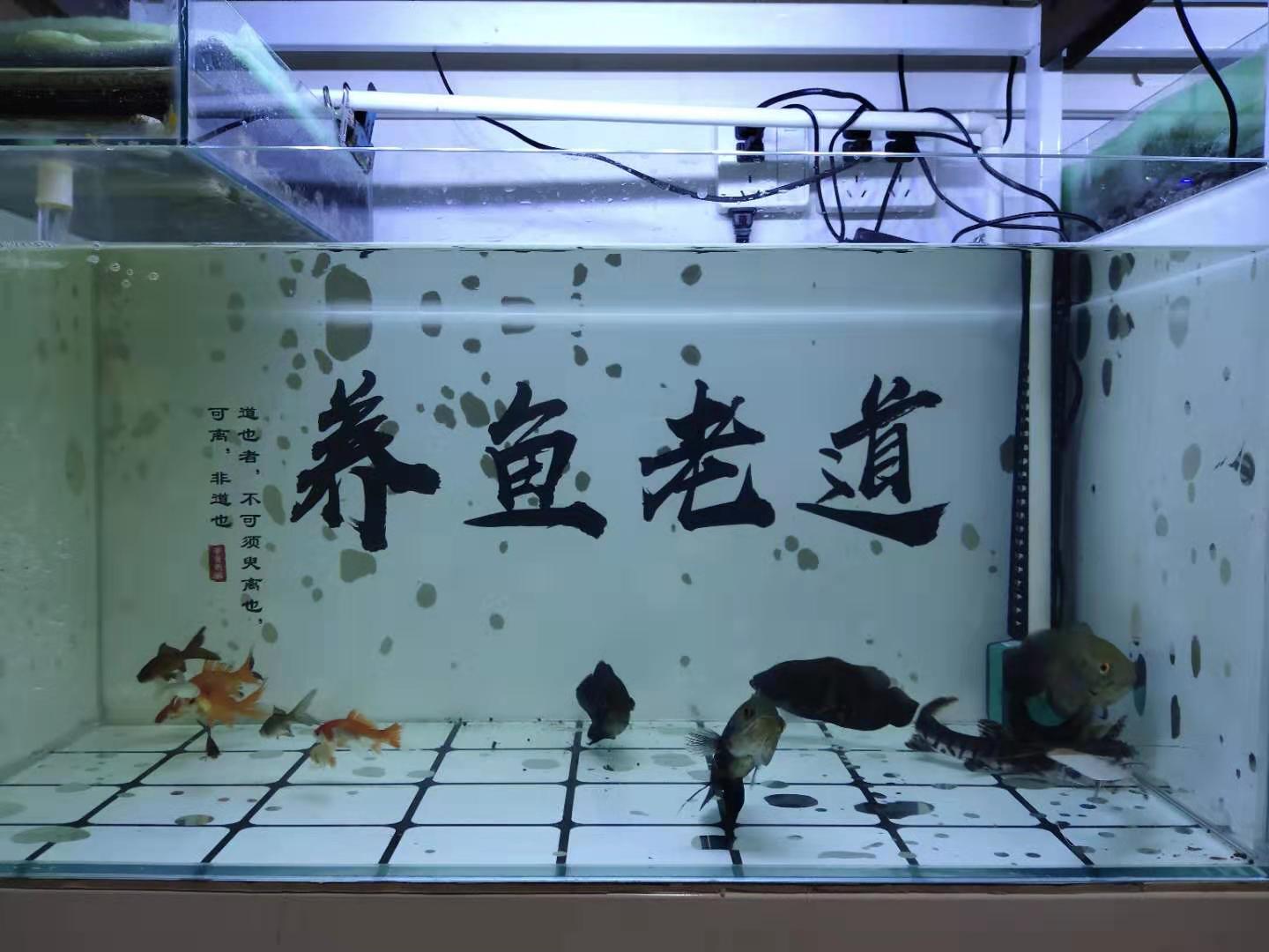 新买的观赏鱼到家就要检疫，否则必死无疑，这种说法并不靠谱