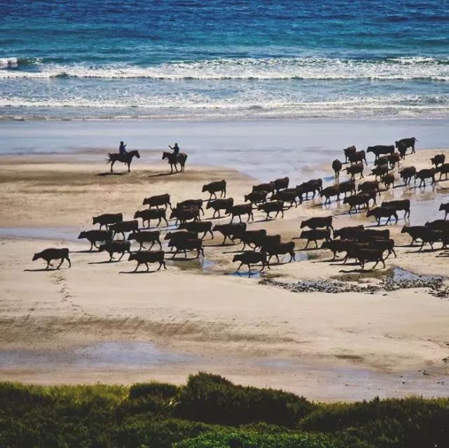 藏不住了!牛肉中的“爱马仕”—澳洲和牛,了解一下?