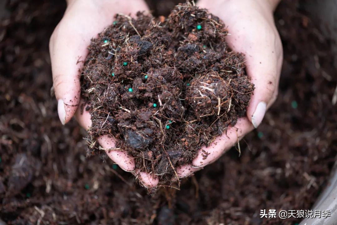 天狼说月季不长根,天狼说月季老苗修剪