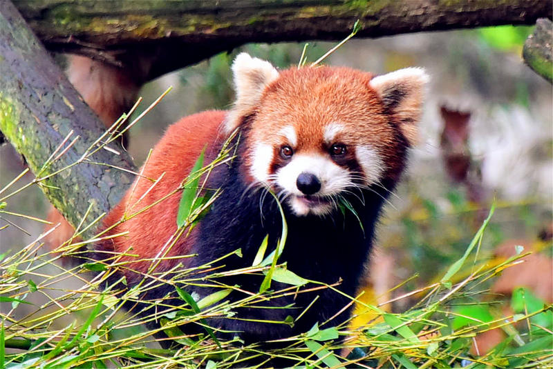置身于童话中的九寨沟,畅游人间仙境黄龙九寨沟七日游