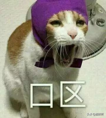 猫咪误食巧克力酱多久会中毒,猫咪不小心偷吃了一点点巧克力