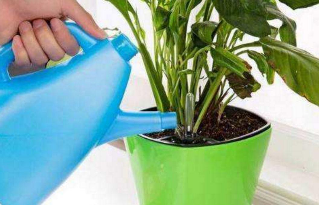 种植花卉怎么浇水最好,花卉种植如何浇水视频教程